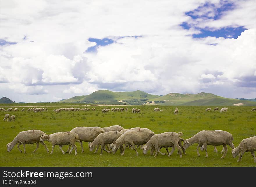 A group of  sheep  in the  weadow