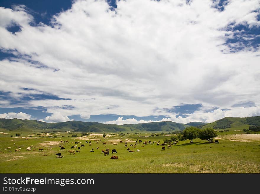 A group of cattle  in the  meadow