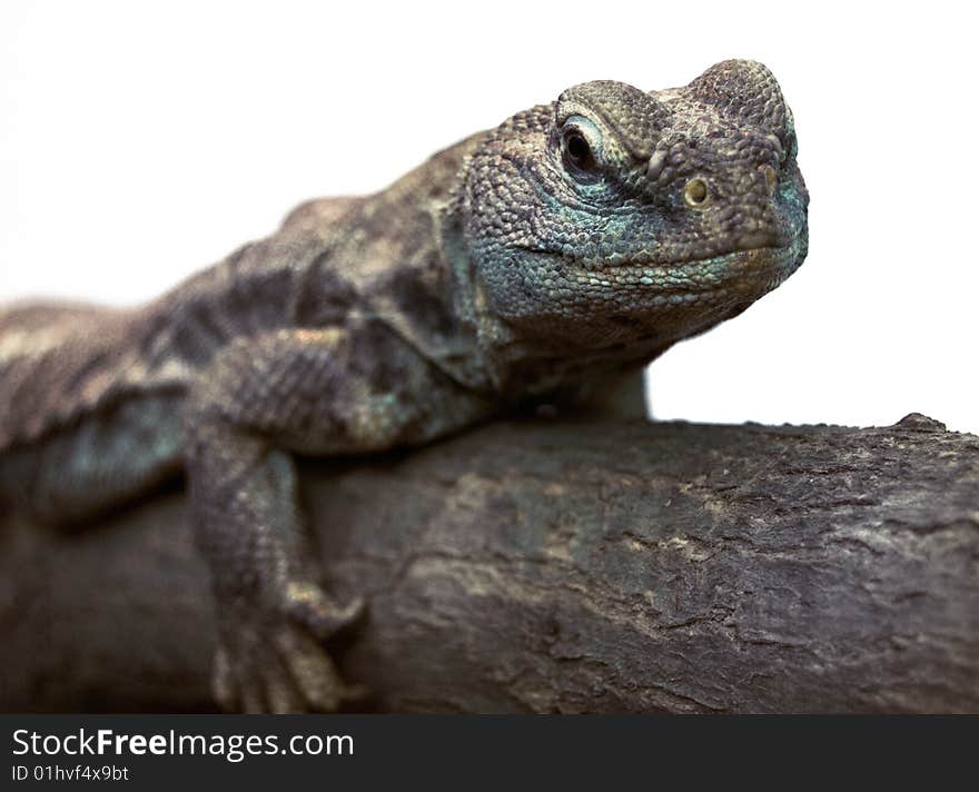 Lizard walking on a branch isolated on white