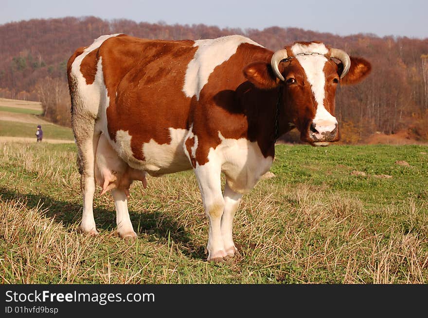 Spotted cow on the autumn fields