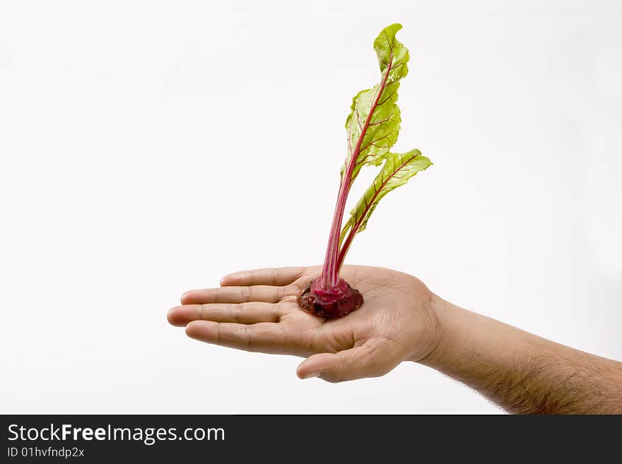 Fresh beetroot dry extract  isolated white background in hand. Fresh beetroot dry extract  isolated white background in hand