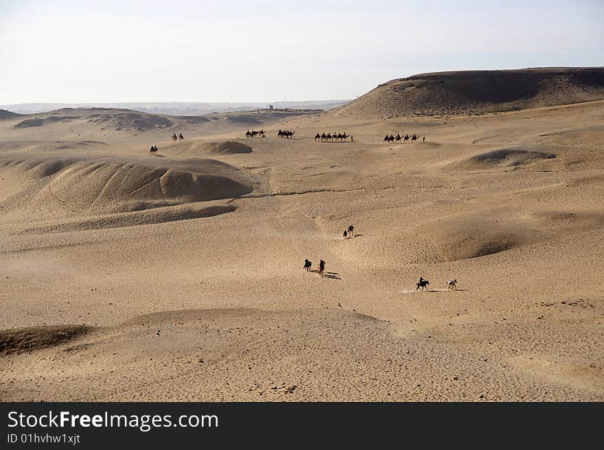 Camel trekking behind the Giza pyramids (Egypt)