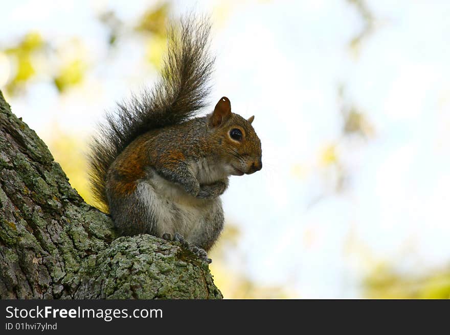 Closeup of a Squirrel