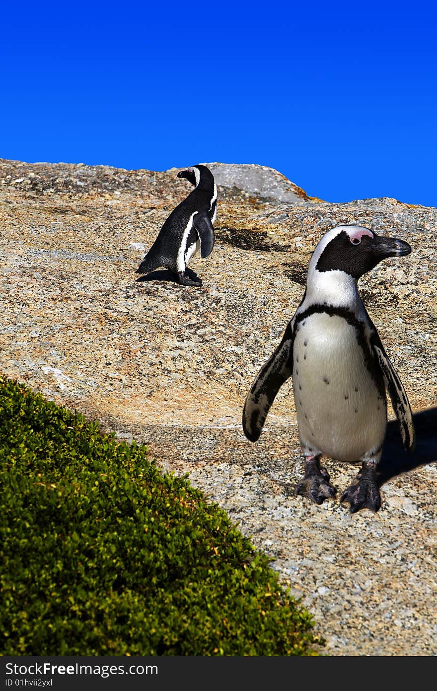 Two penguins standing on a rock