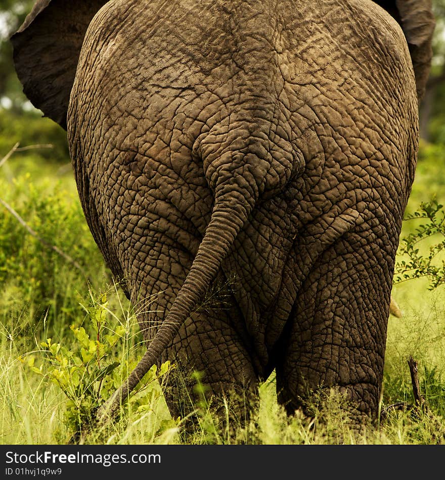 Elephant wagging his tail, walking through kruger nationalpark. Elephant wagging his tail, walking through kruger nationalpark