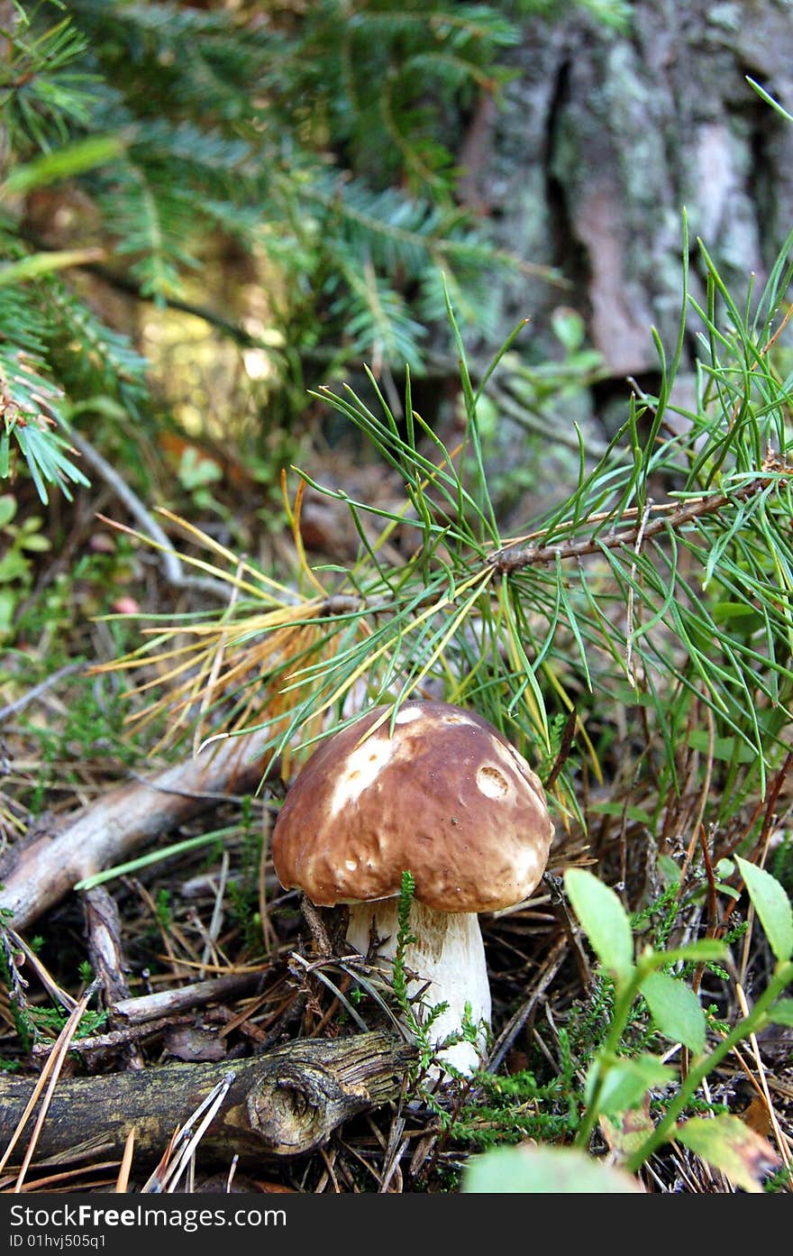 Brown mushroom in the forest. Brown mushroom in the forest