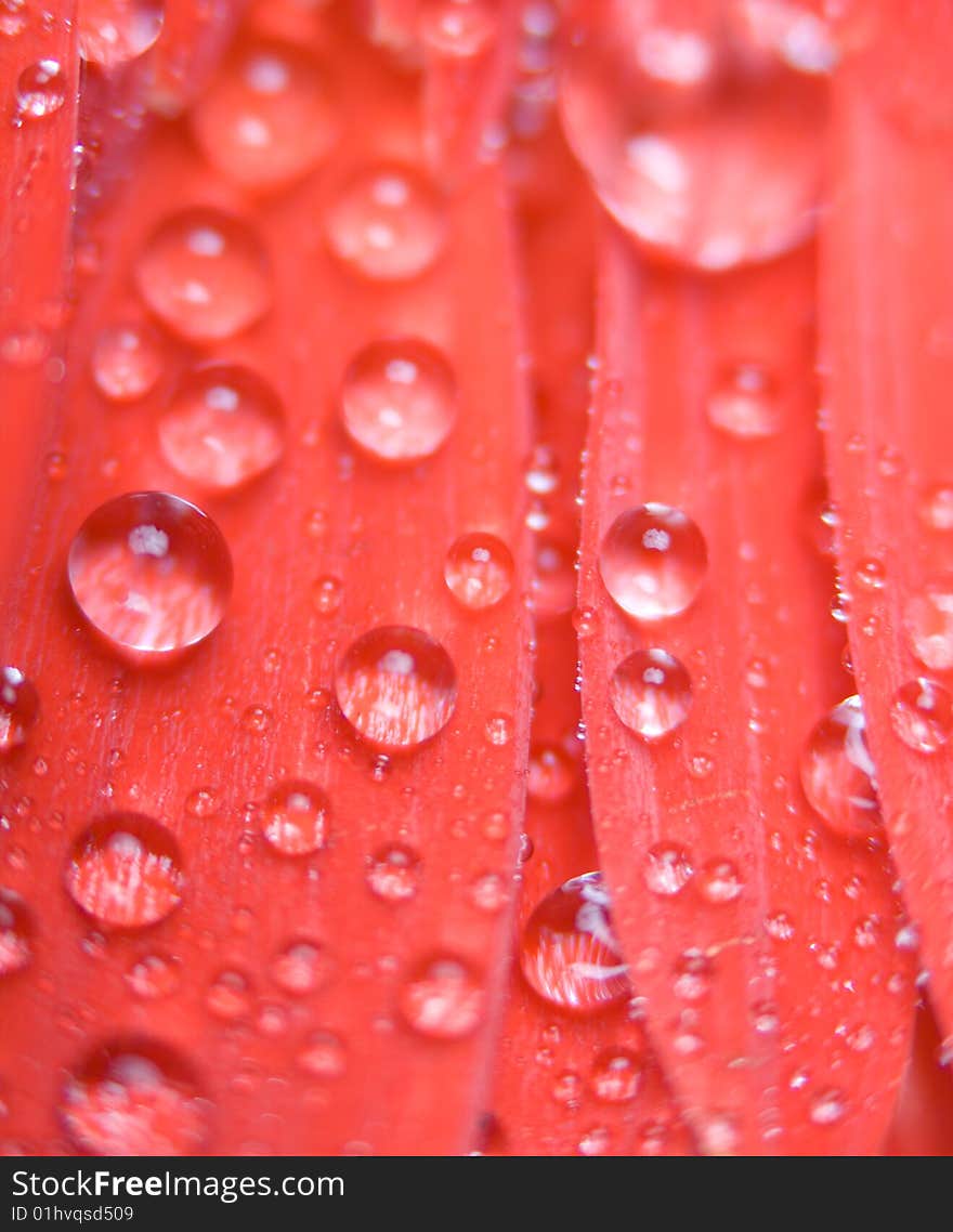 Water drops in petals of gerbera