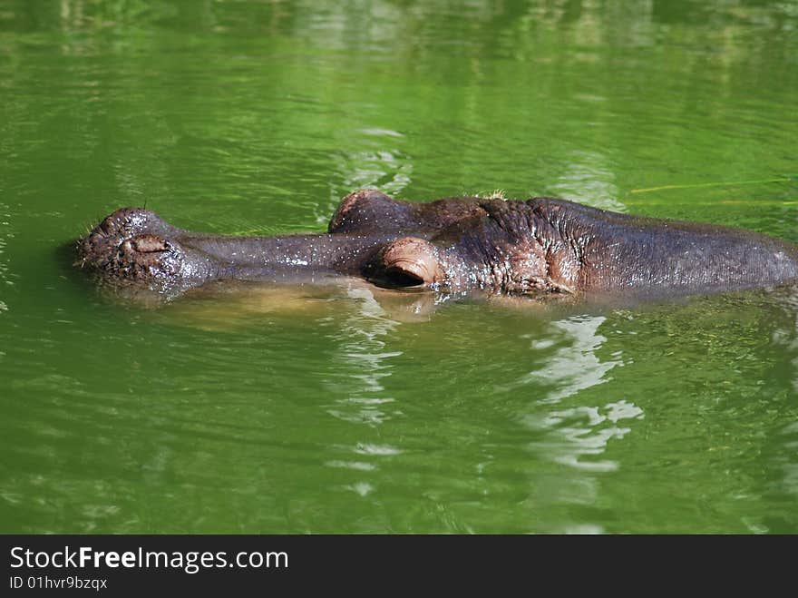 A mature hippopotamus swimming in deep green water. A mature hippopotamus swimming in deep green water