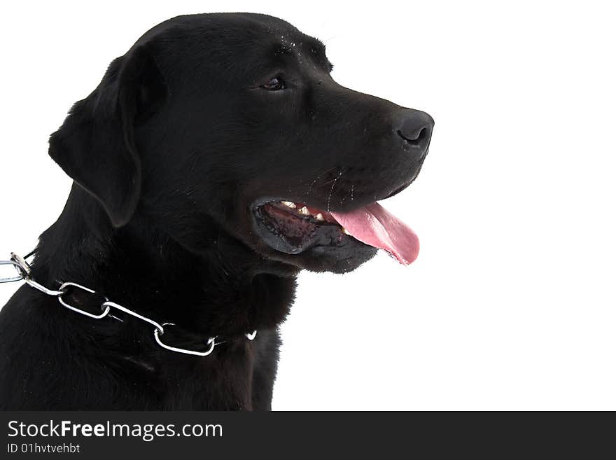 Black labrador isolated on white