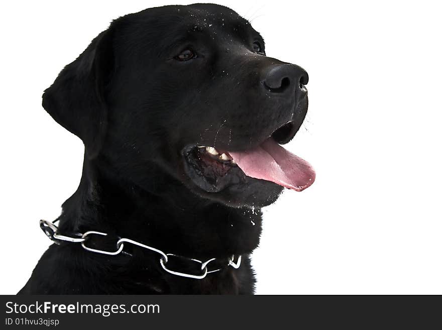 Beautiful black labrador isolated on white. Beautiful black labrador isolated on white