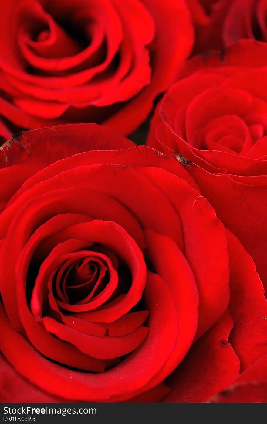 Close up of beautiful red roses. Close up of beautiful red roses