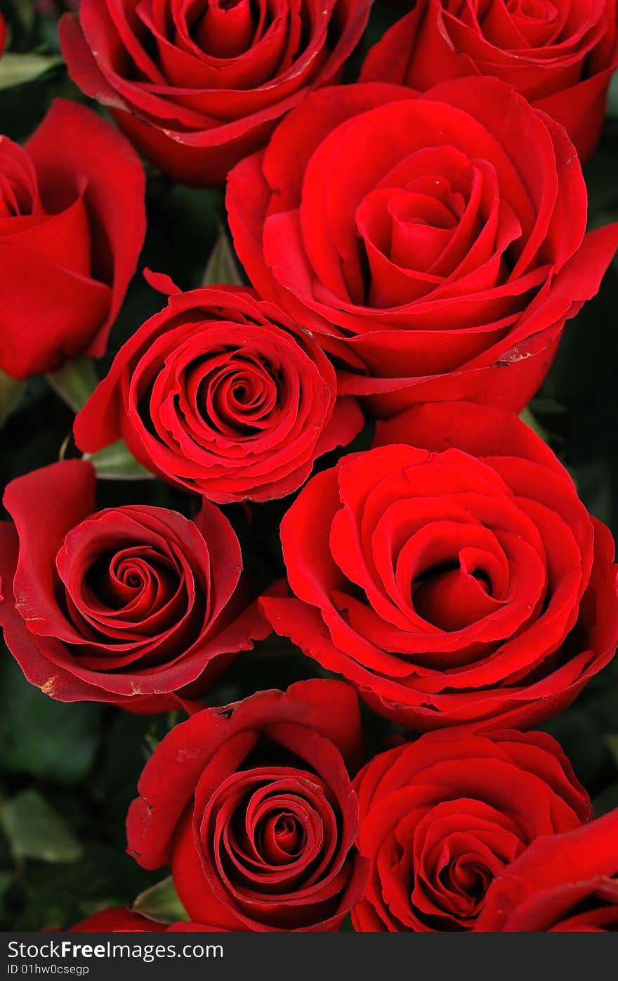 Close up of beautiful red roses. Close up of beautiful red roses