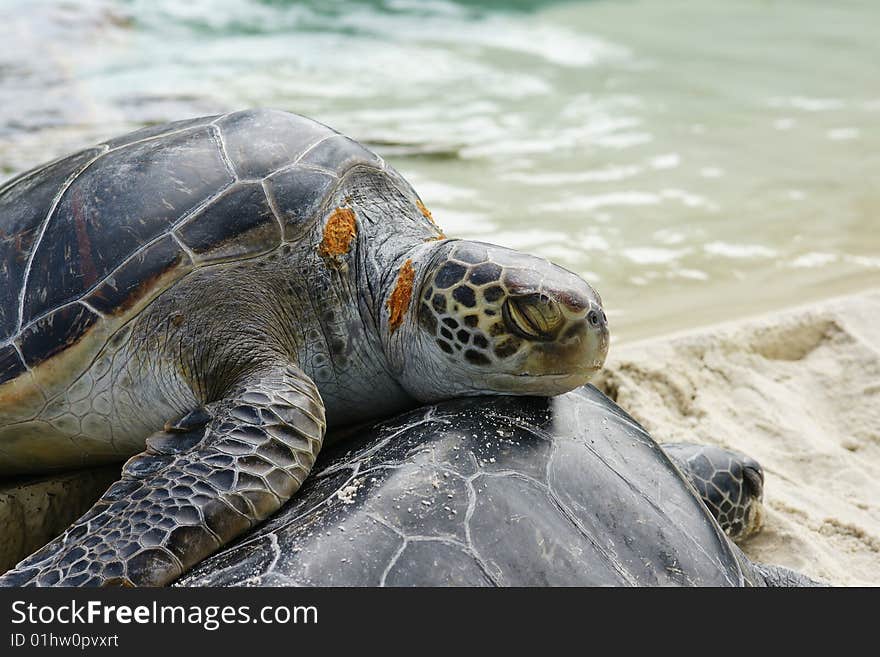 Turtle From San Diego Sea World