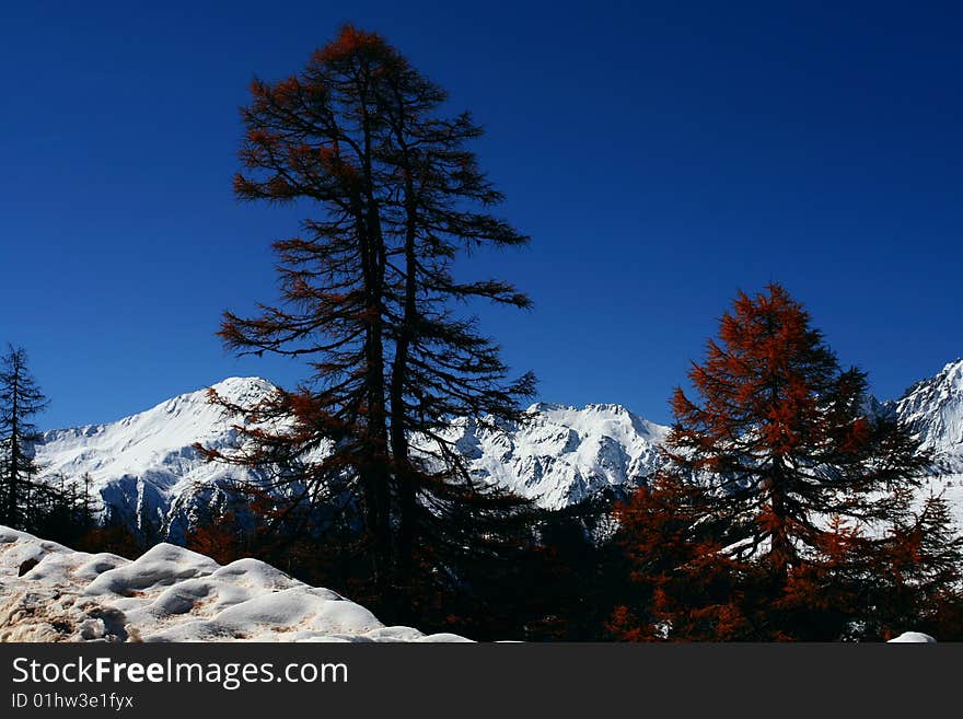 It is beautiful trees on mountain