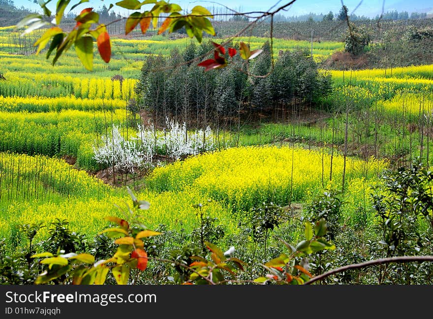 Vast fields of yellow rapeseed oil flowers, clusters of white flowering pear trees, and clumps of fir trees on Sichuan Province farmlands near Pengzhou, China - Lee Snider Photo. Vast fields of yellow rapeseed oil flowers, clusters of white flowering pear trees, and clumps of fir trees on Sichuan Province farmlands near Pengzhou, China - Lee Snider Photo.