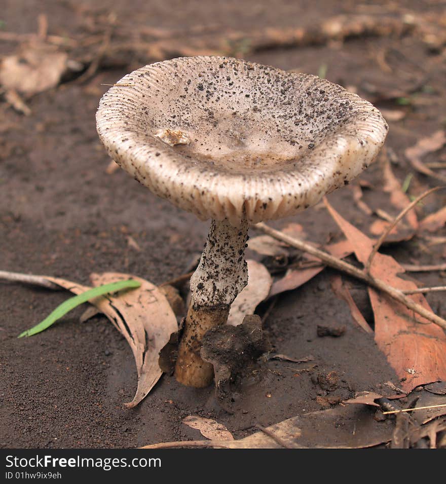 Growth After The Wet On The Forest Floor