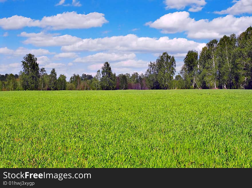 Landscape with green fields and forest. Landscape with green fields and forest