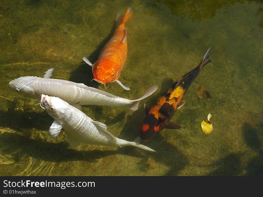 Koi Fish in Pond