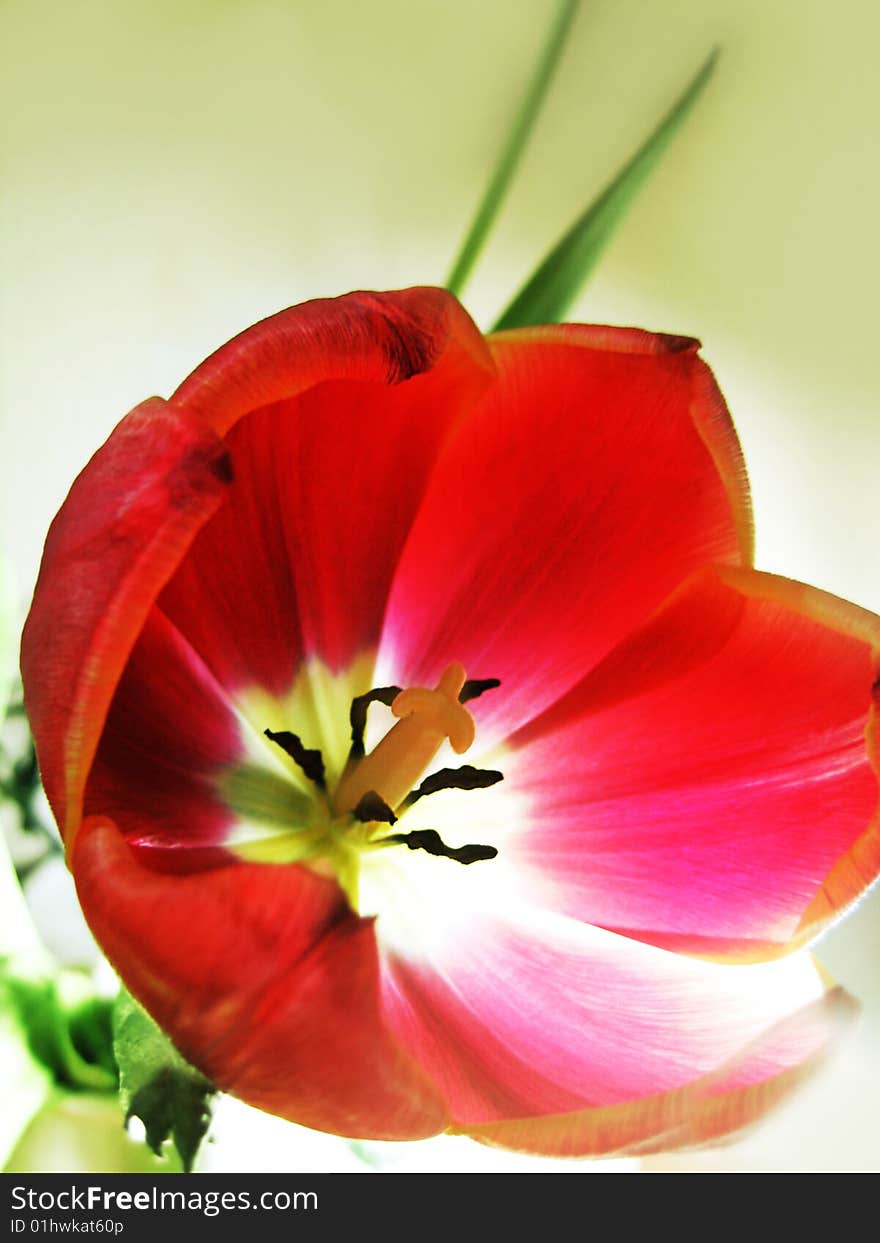 Red tulip