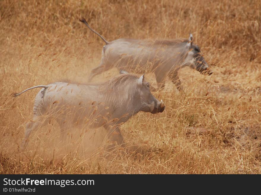 Two warthogs running across the Serengeti in Tanzania.