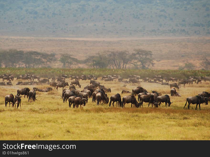 A herd of Wildebeast in the Ngorongoro crater, Tanzania. A herd of Wildebeast in the Ngorongoro crater, Tanzania.