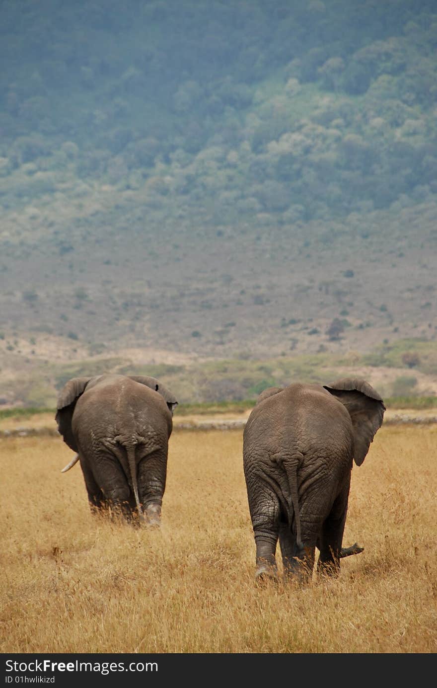 Two African elephants walking away in the Ngorongoro crater, Tanzania.
