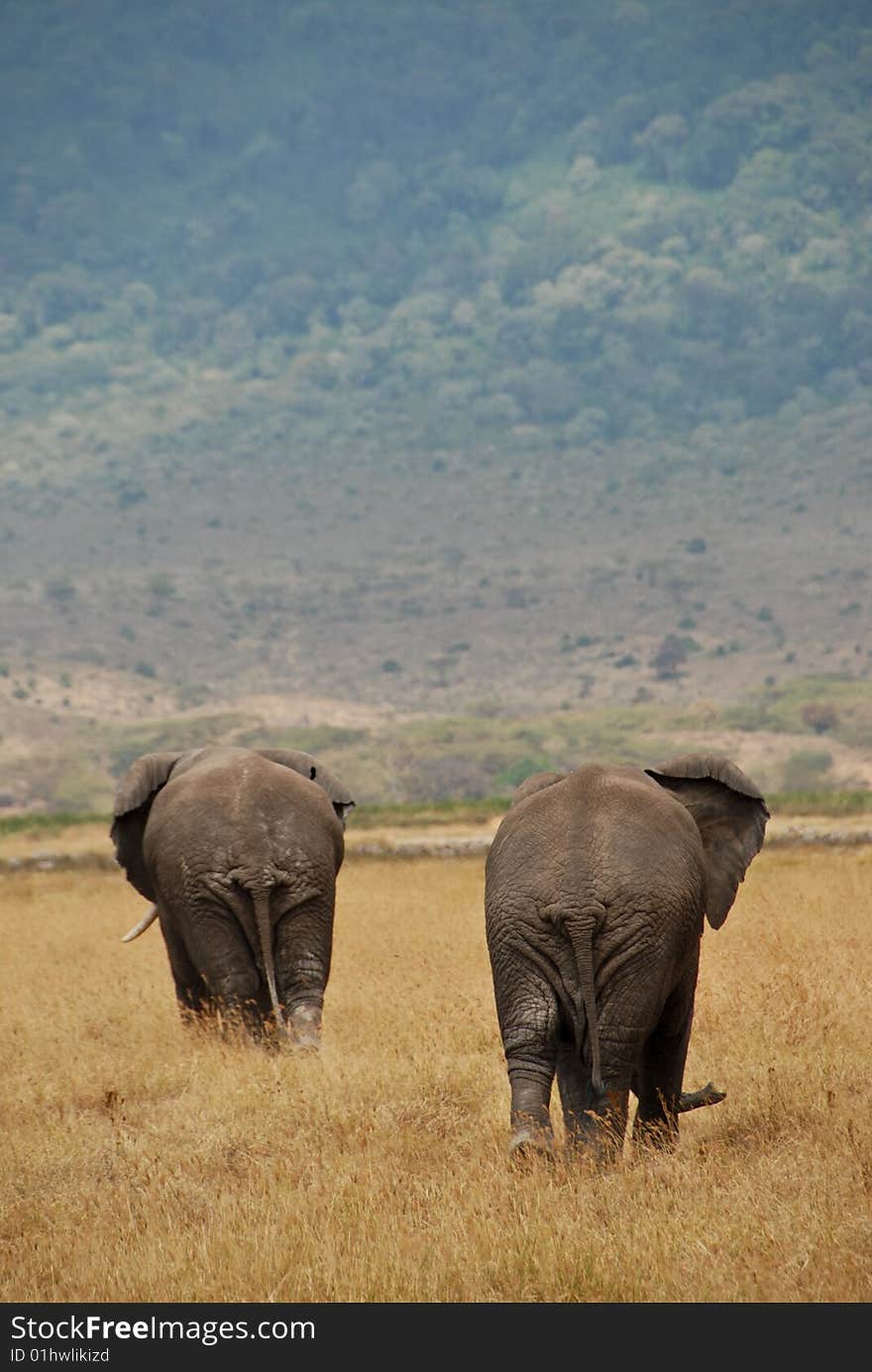 Two African Elephants