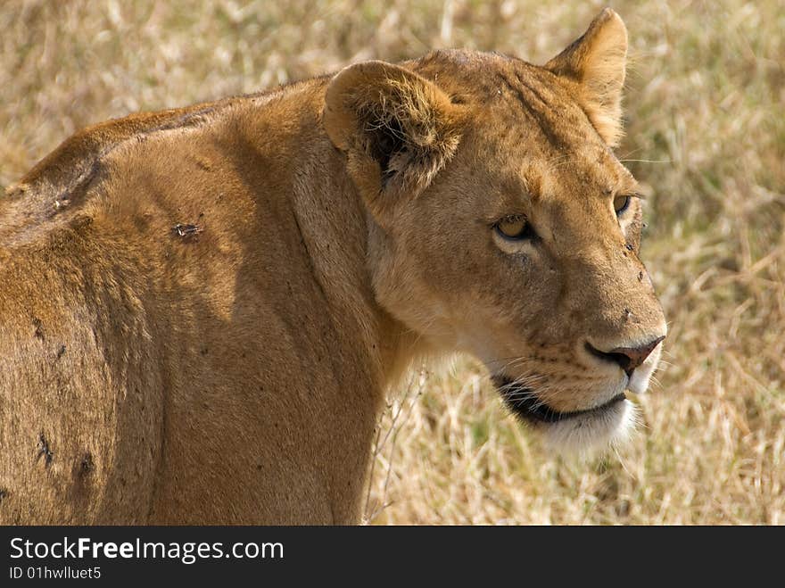 A closeup of a lioness sitting in the Serengeti, Africa. A closeup of a lioness sitting in the Serengeti, Africa.