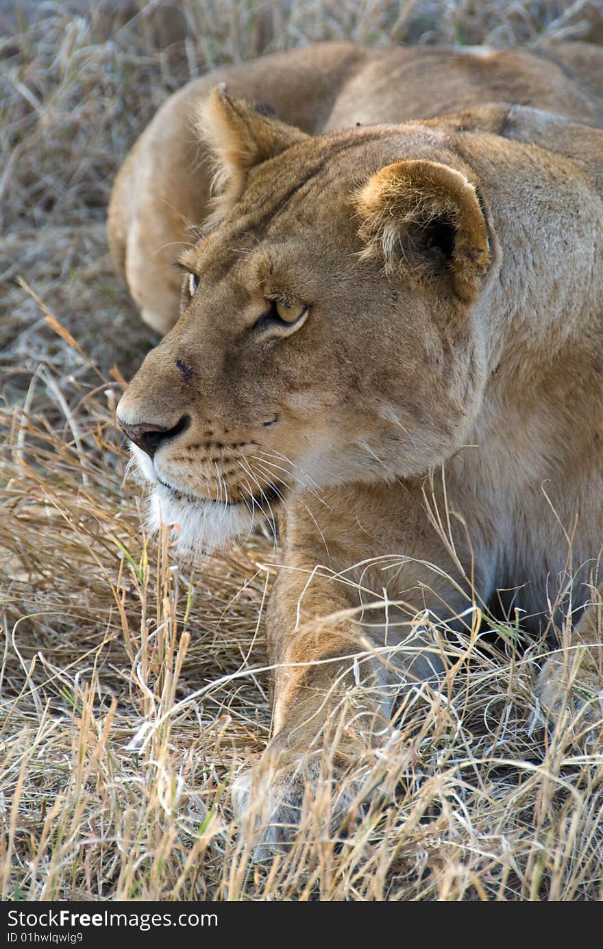 A closeup of a lioness in the Serengeti, Africa.