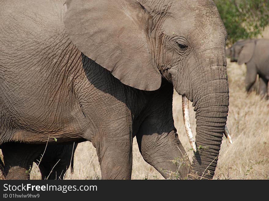 African elephant in the Serengeti, Africa.