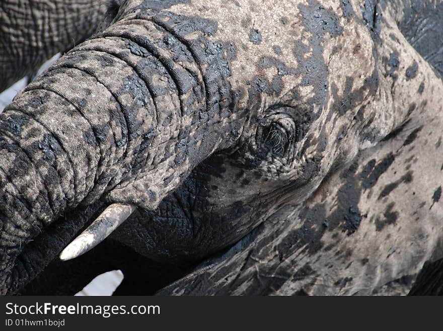 African elephant bathing in a pool.