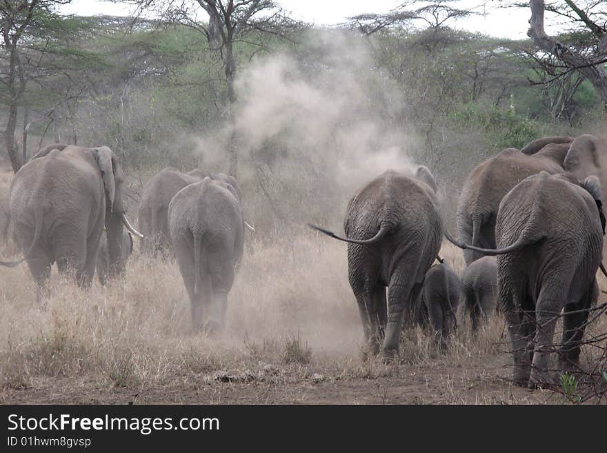 Herd of African elephants walking through the Serengeti.