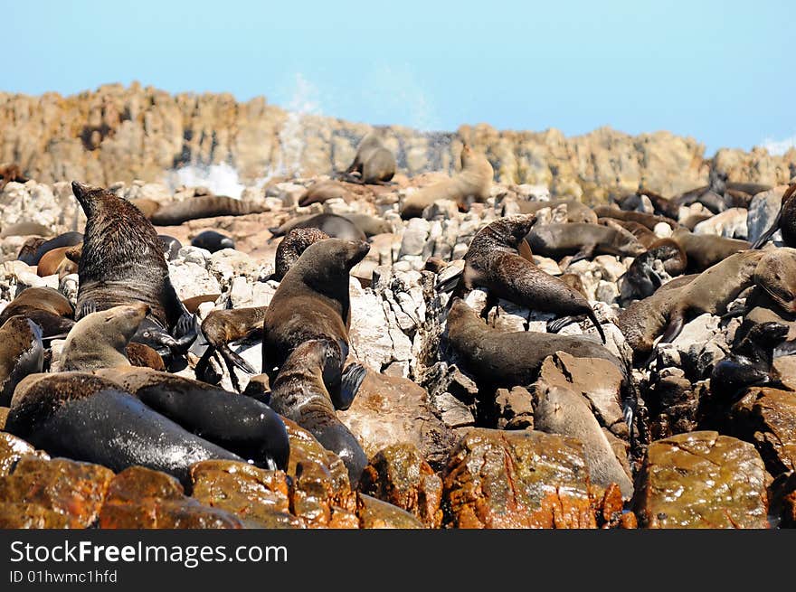 Seals on Dyer island,South Africa