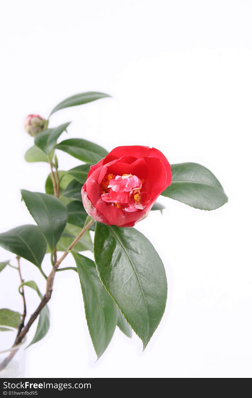 Red camellia