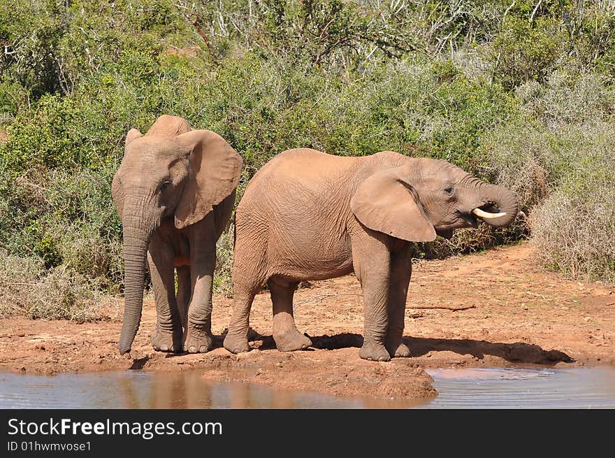 Young elephants at watering place