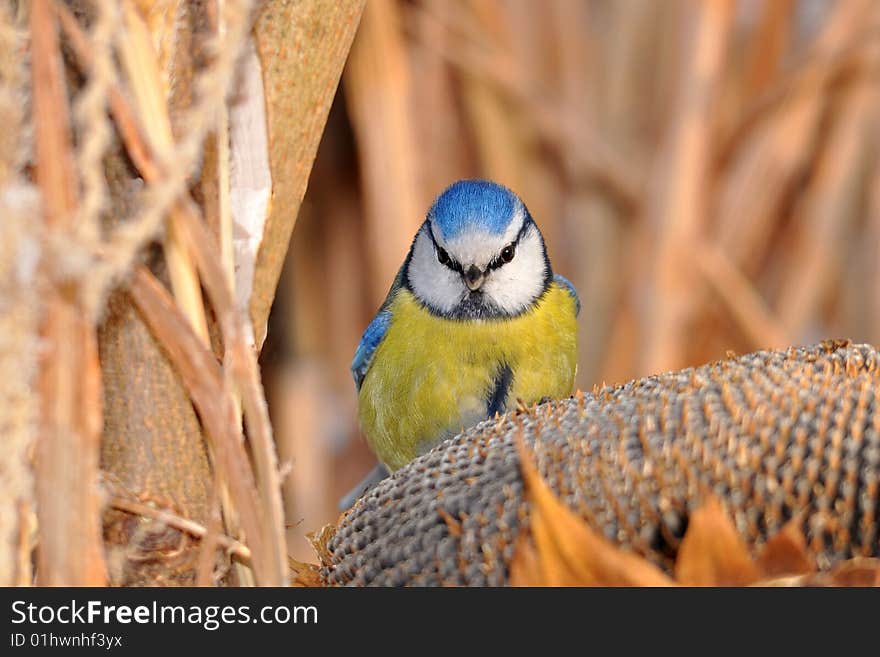 Blue tit on sunflower in winter