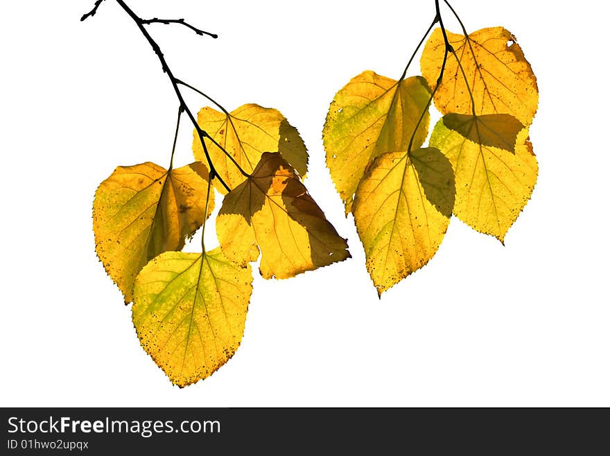 Autumn leaves isolated on white background