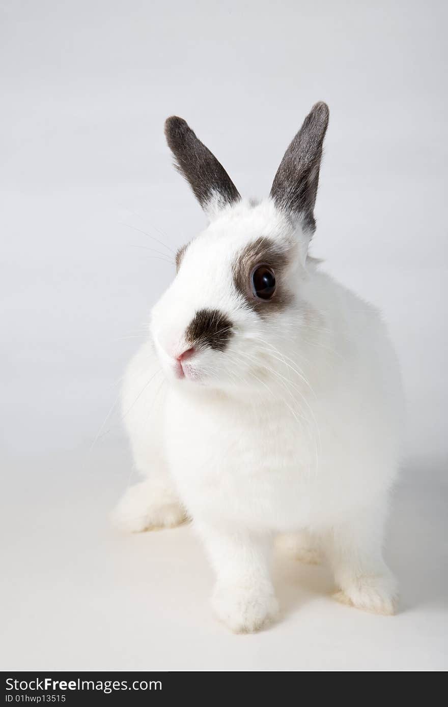 White rabbit isolated on gray