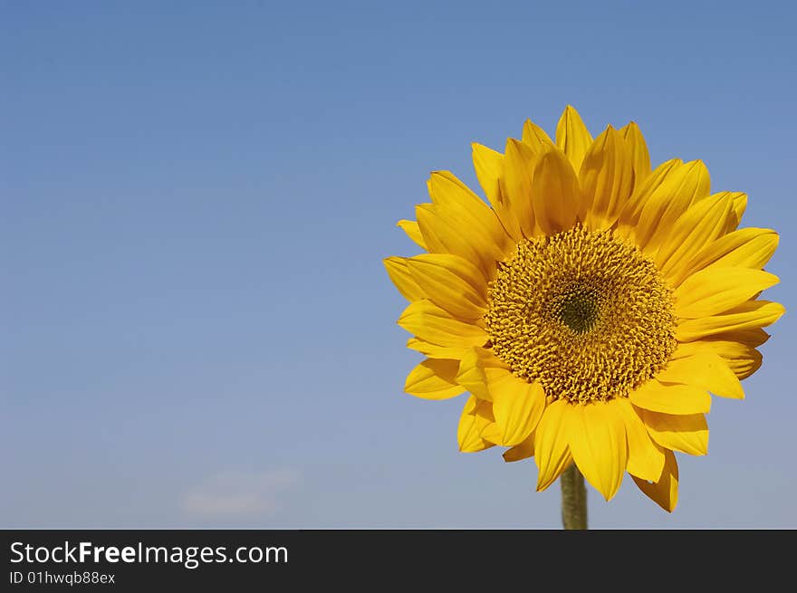 Sunflowers and the blue sky