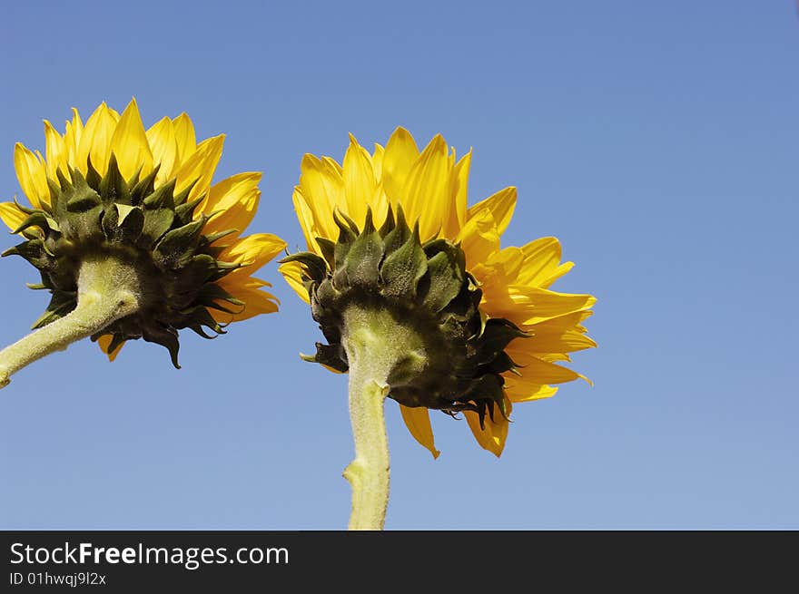 Sunflowers and the blue sky