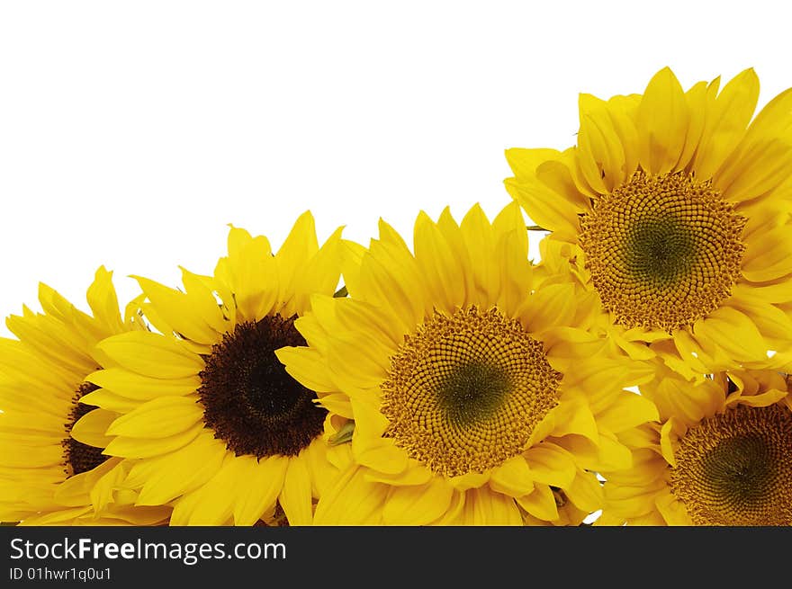 Sunflowers and the blue sky