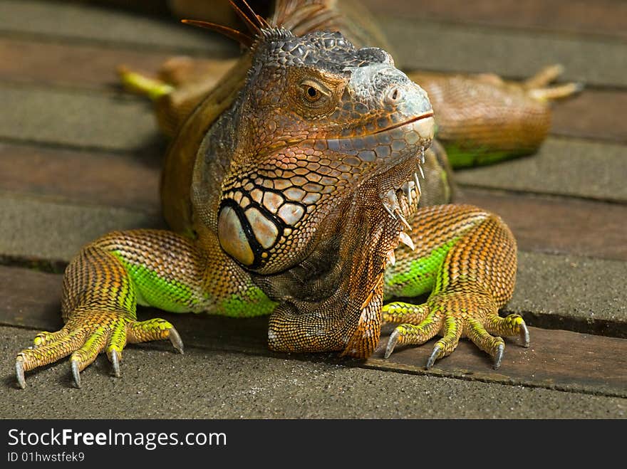 A friedly iguana