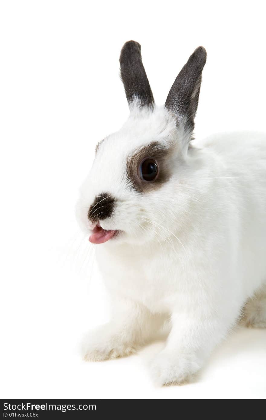 White rabbit isolated on with tongue. White rabbit isolated on with tongue