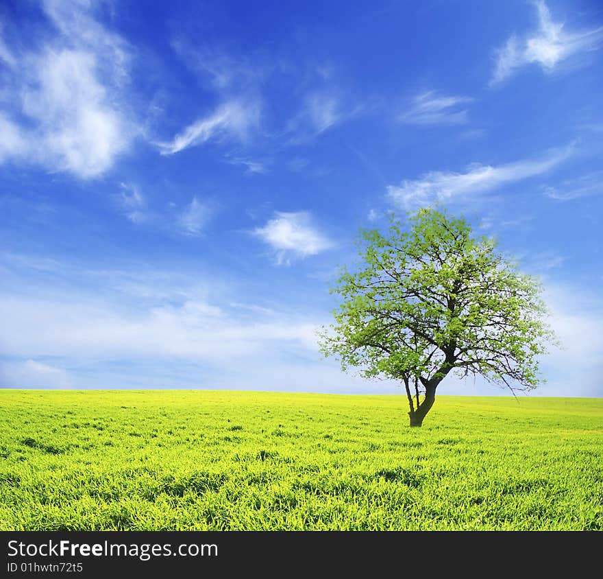 Field on a background of the blue sky