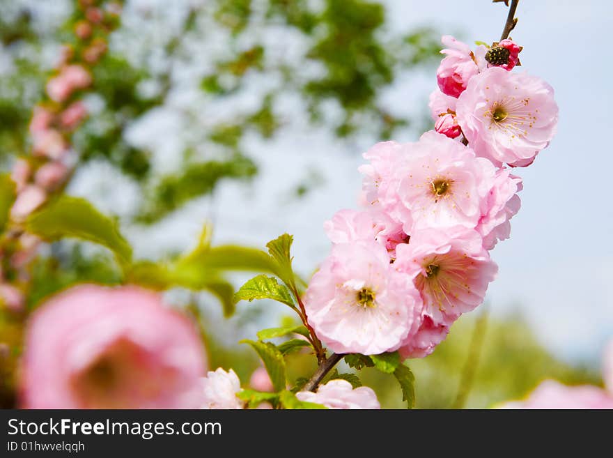 Cherry Blossoms