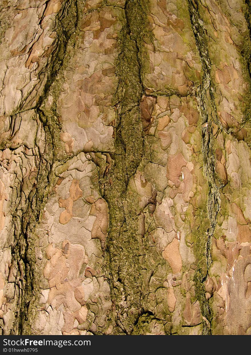 The green and brown bark on a tree. The green and brown bark on a tree