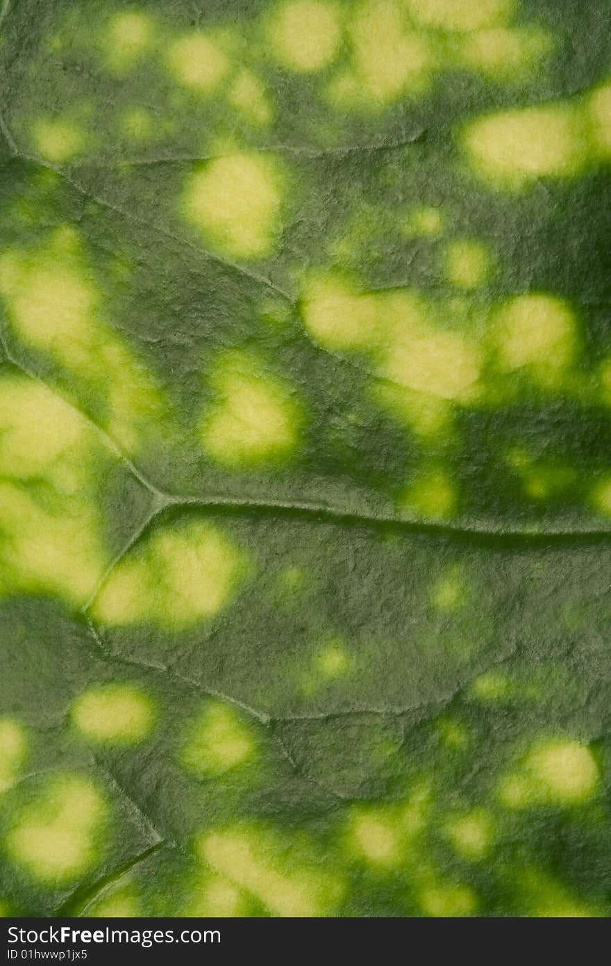 Green leaf of a plant close up, nature background. Green leaf of a plant close up, nature background