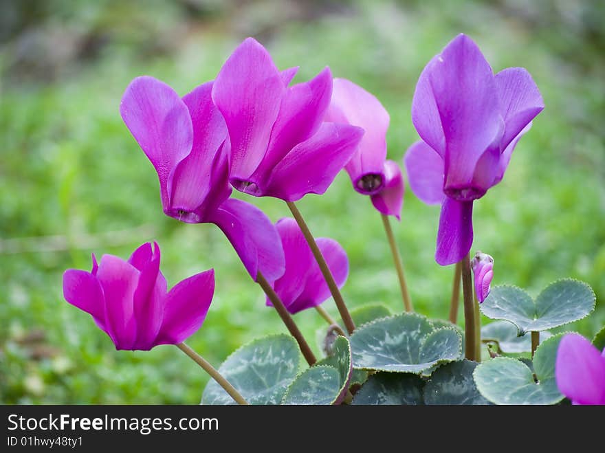 Cyclamen flower with blured green background