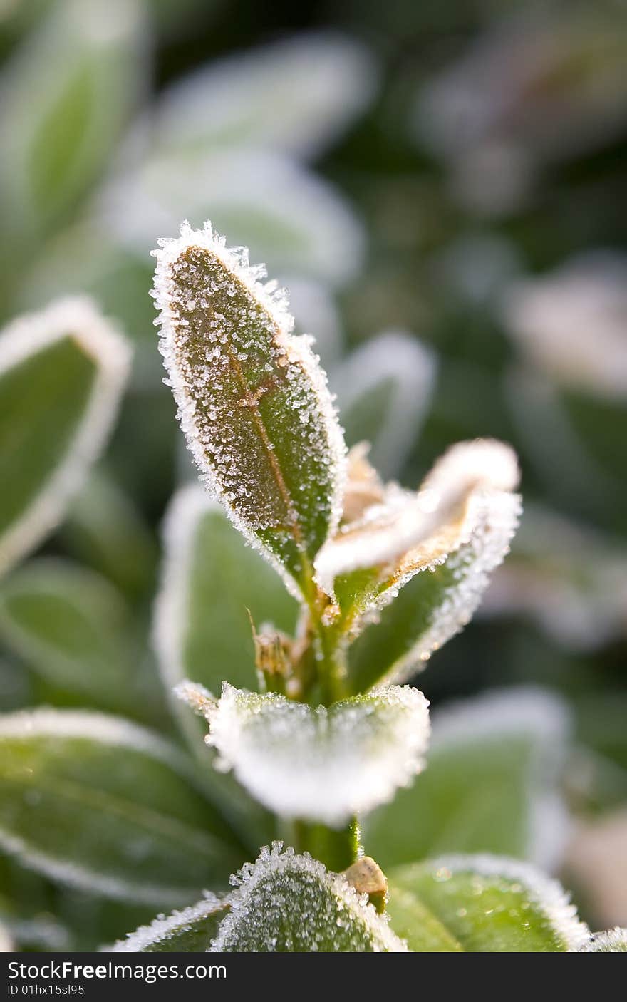 Hairy leaves covered with hoar