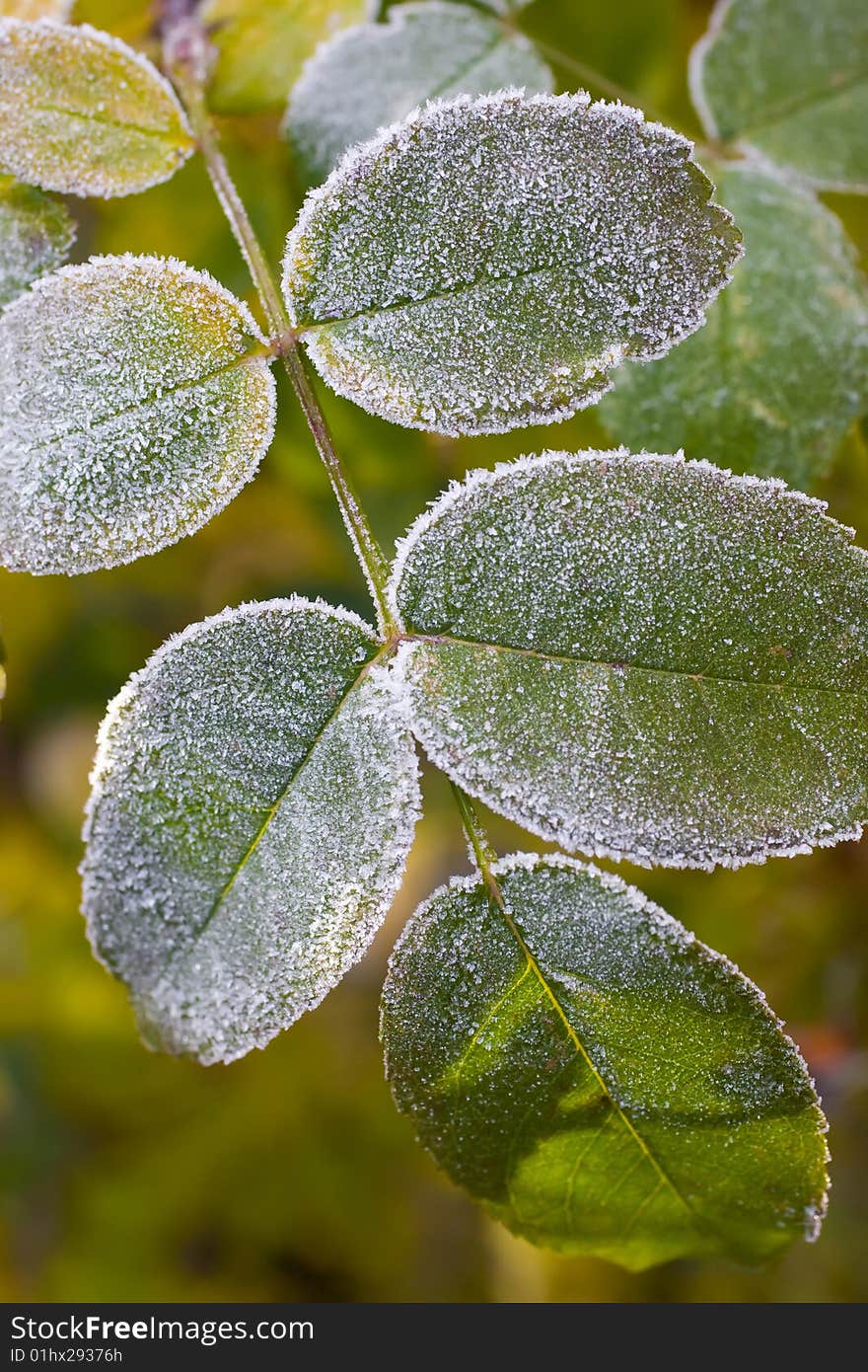 Colorful leaves covered with hoar in morning light